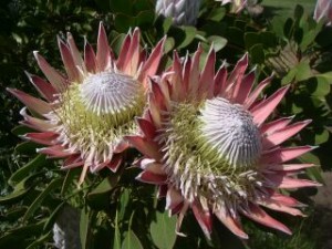 afrique du sud_protea