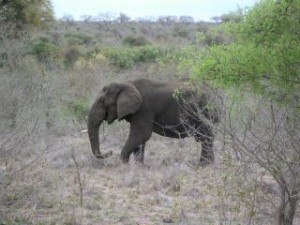 afrique du sud_kruger