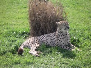 afrique du sud_leopard