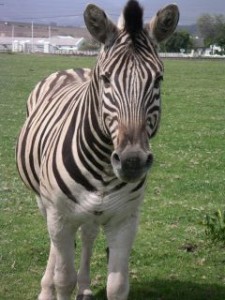 afrique du sud_zebre