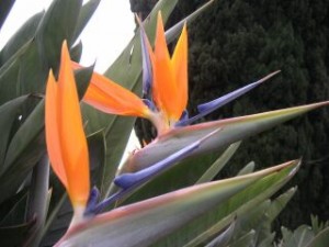 afrique du sud_fleur