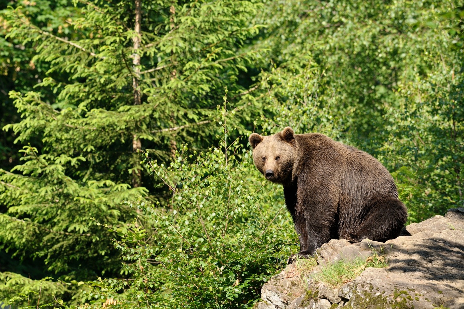 conseils rencontre ours