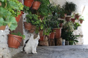 GT_Grenade_Alpujarras_chat
