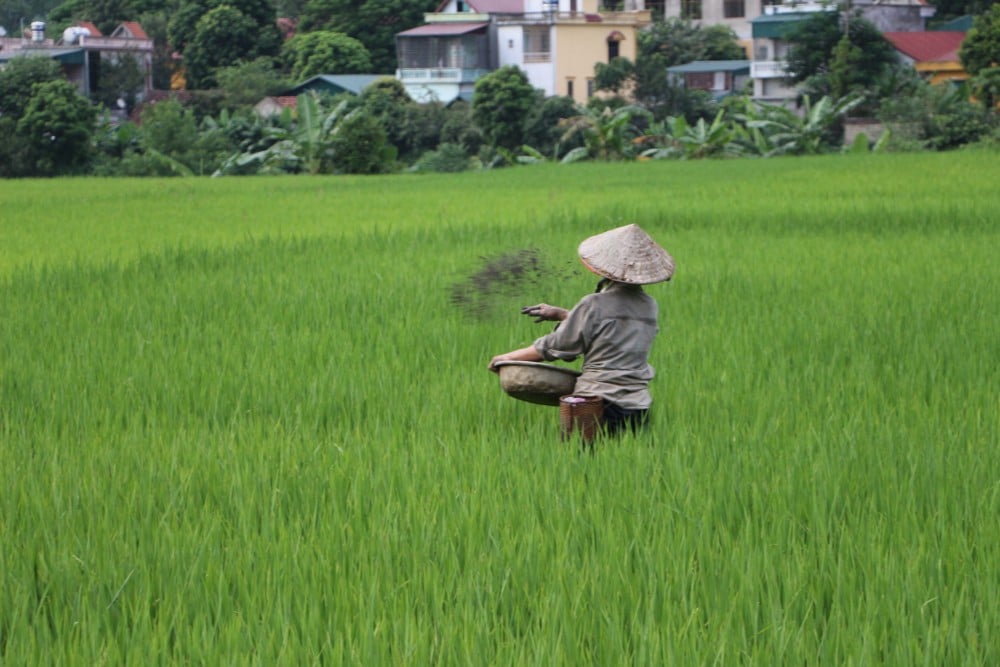 voyage au vietnam riziere
