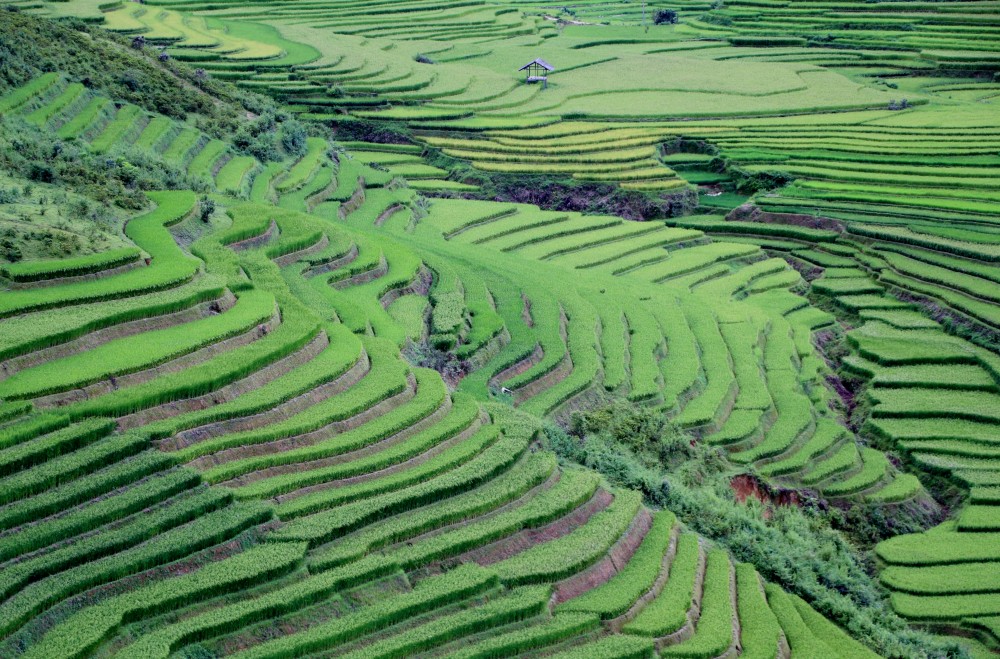 voyage au vietnam riziere en terrasse
