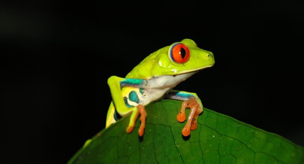 Voyage au Costa-Rica : randonnées et activités “Pura Vida”