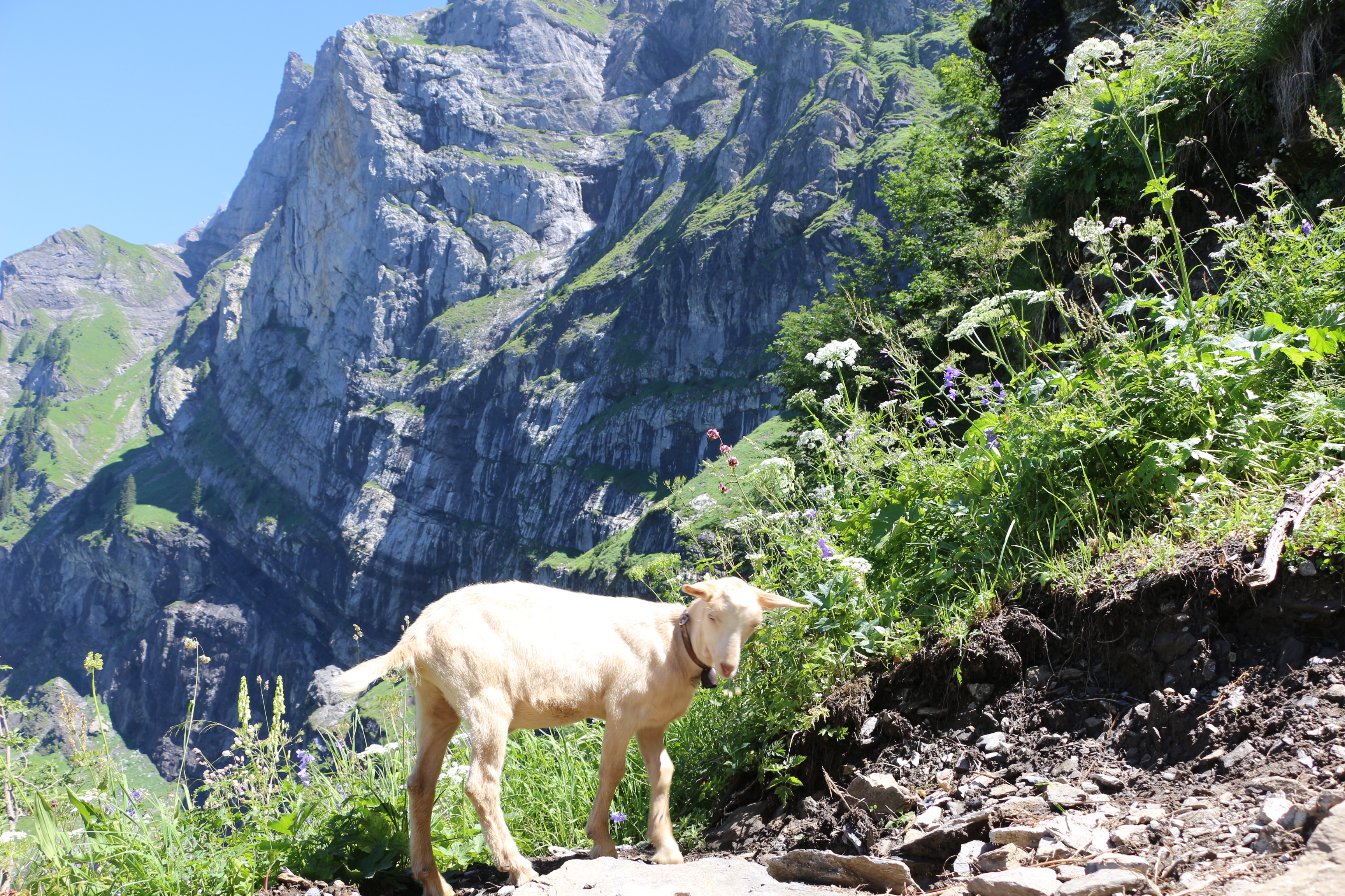 dents du midi pas dencel