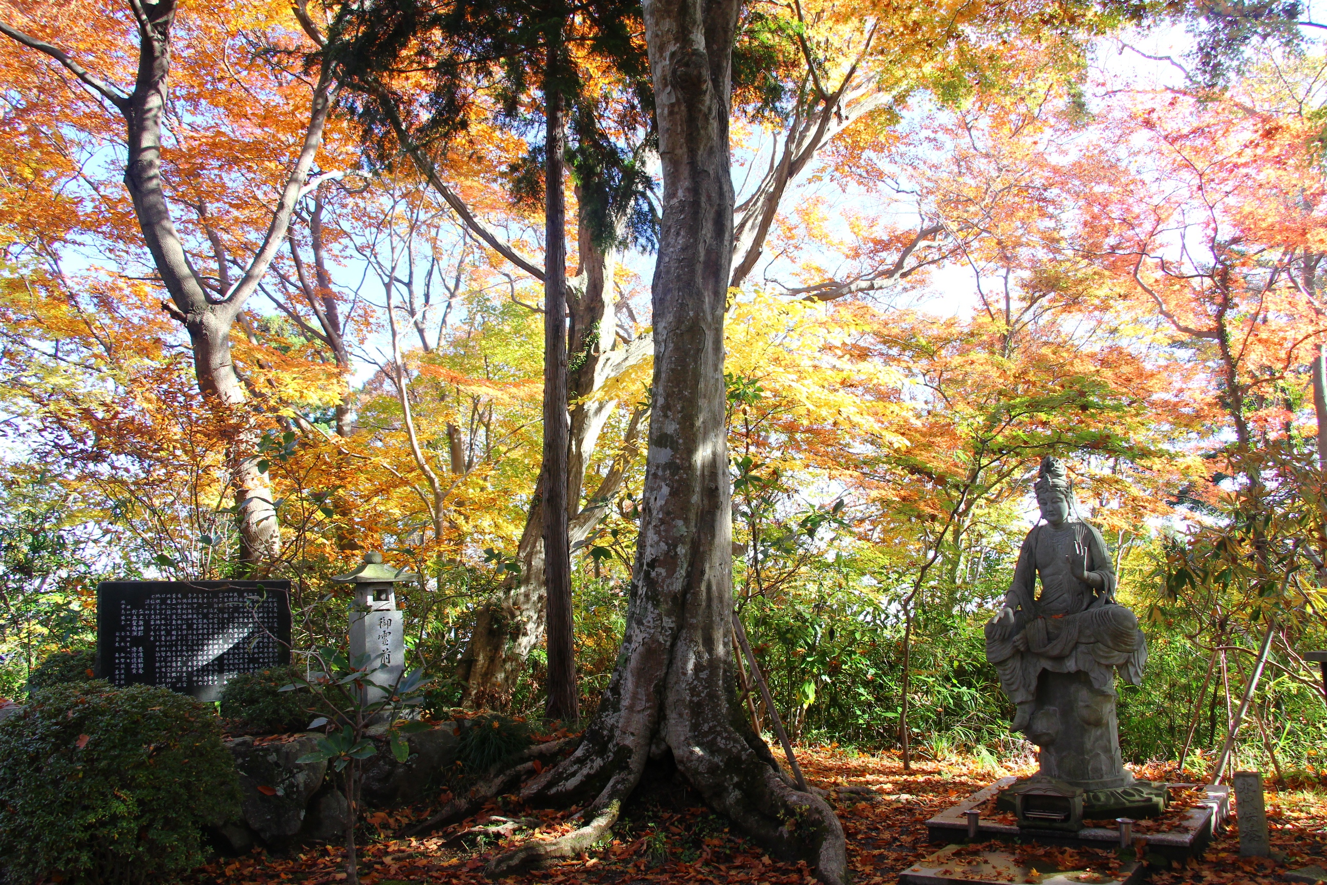 mont takao momiji zen