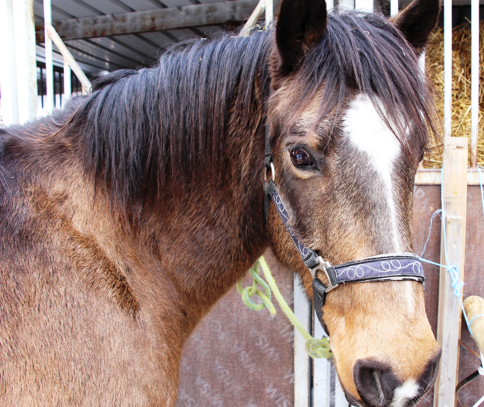 coeur equestre meribel somy