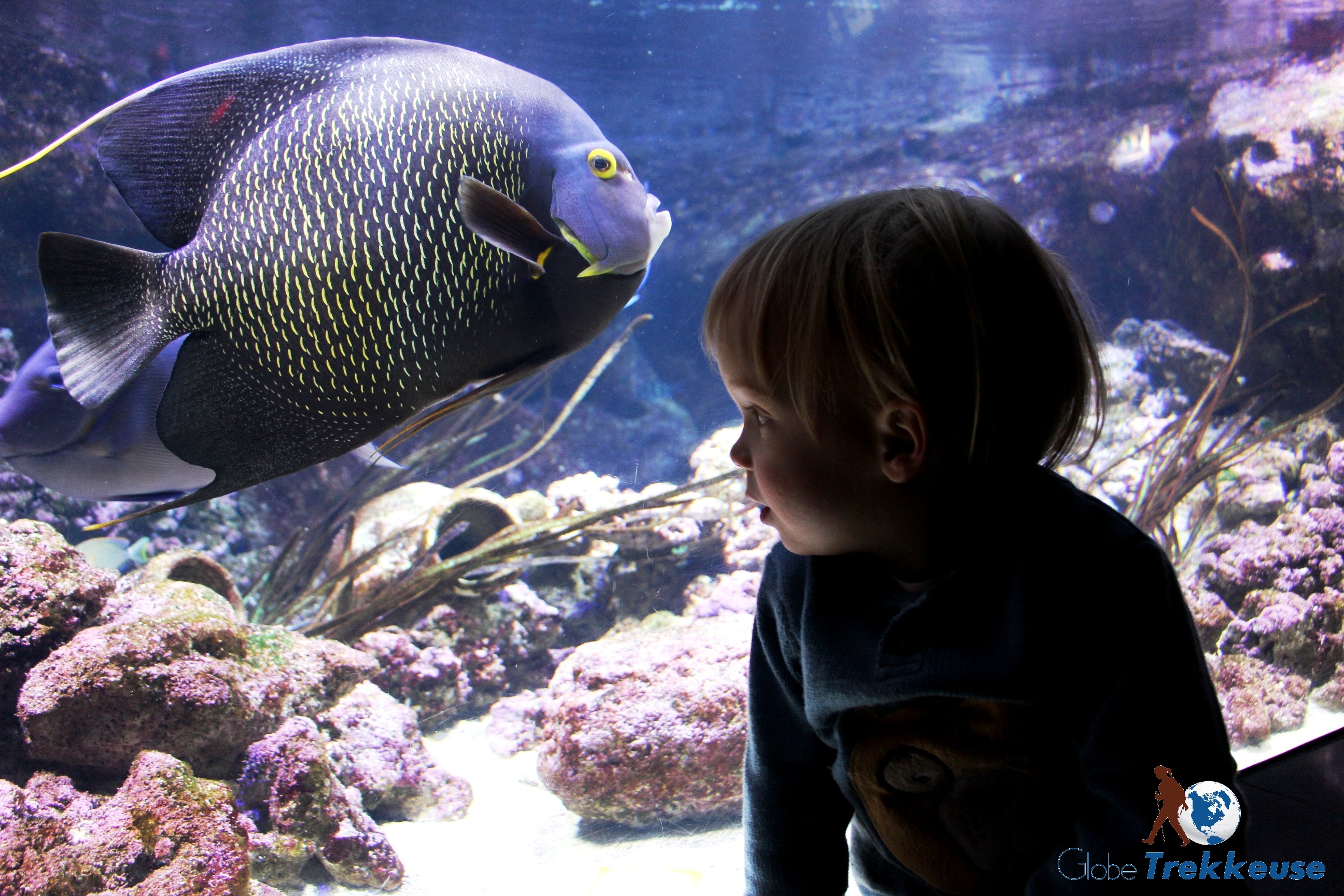 paris en famille cineaqua poisson