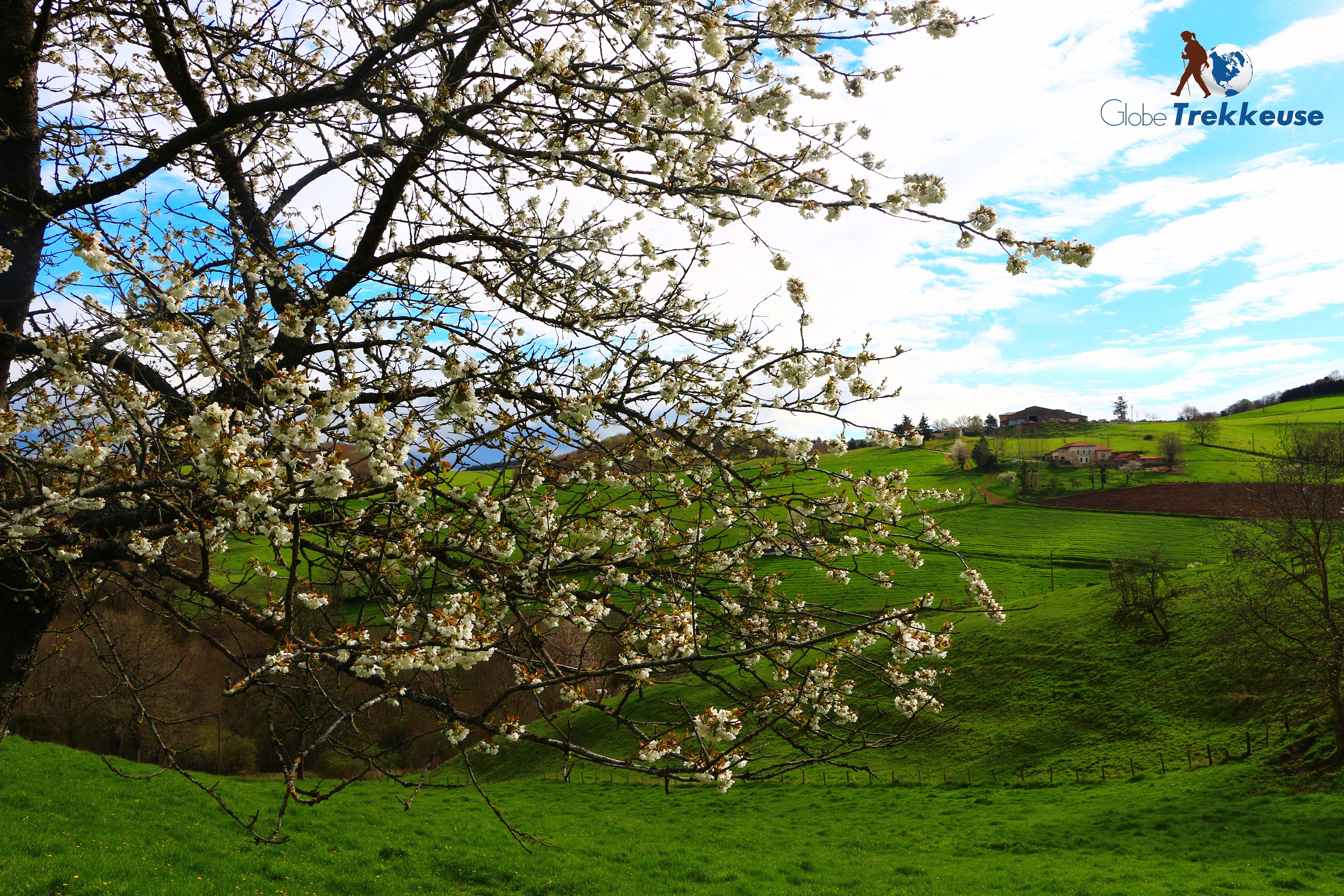 randonnée autour de lyon monts lyonnais fleurs