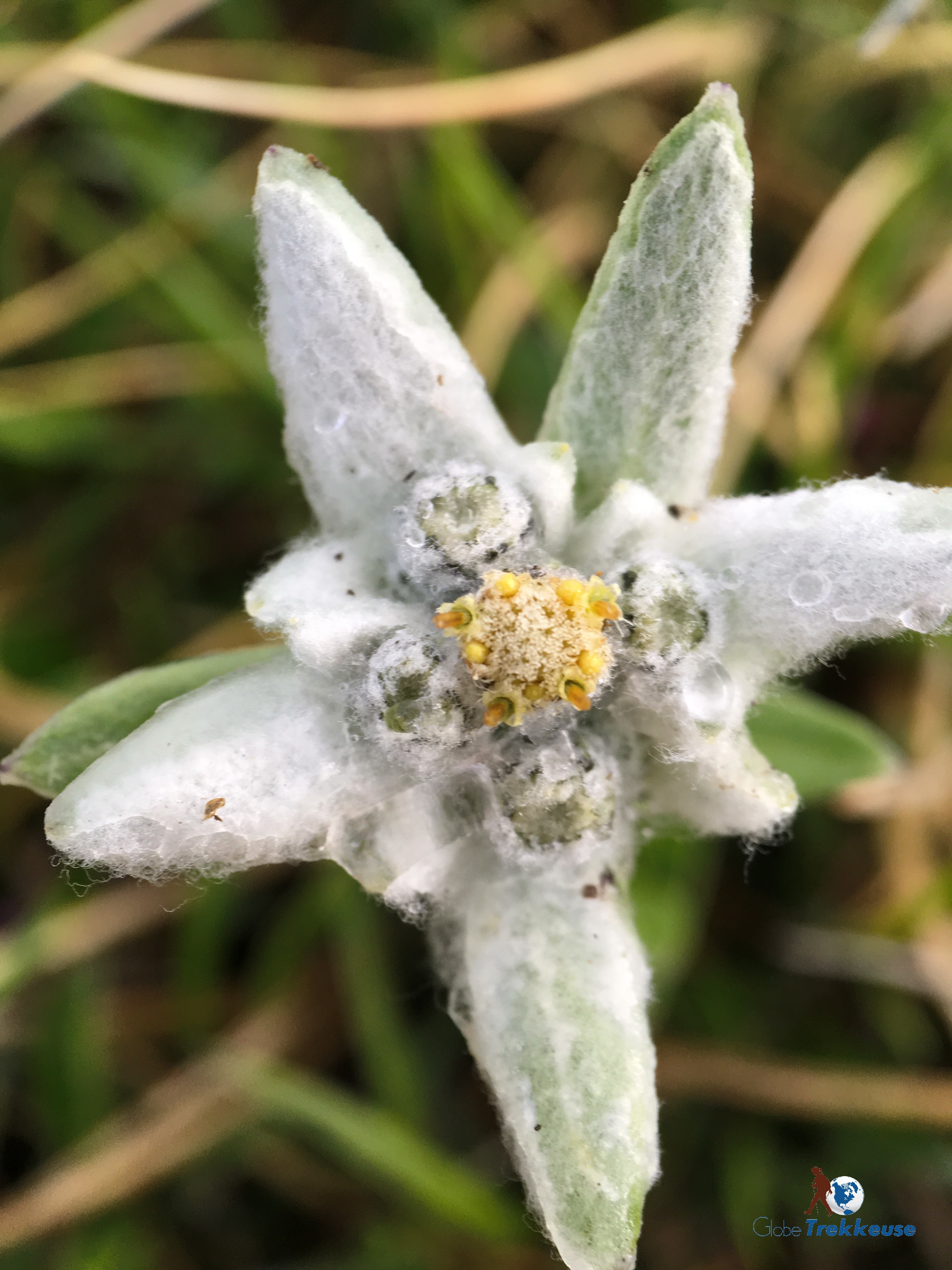 objectif pixter macro edelweiss