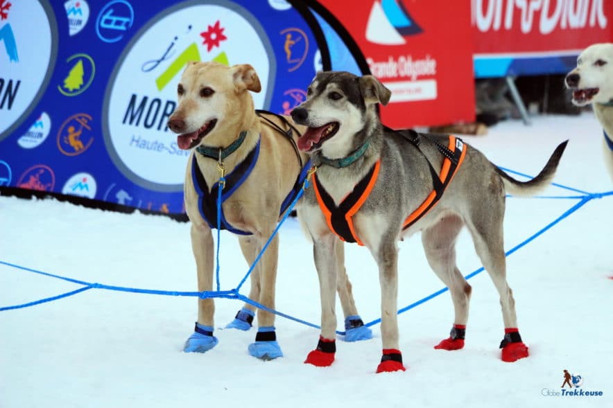 la grande odyssee chiens chaussettes