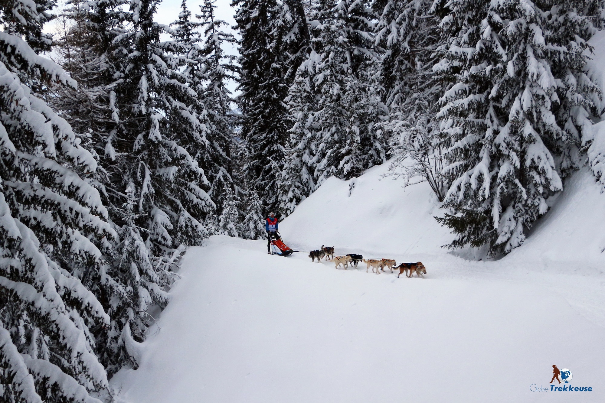 En Images. Retour de la neige et chiens de traîneaux, retrouvez les plus  belles photos de la Grande Odyssée