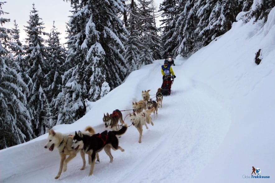 la grande odyssee chien de traineau