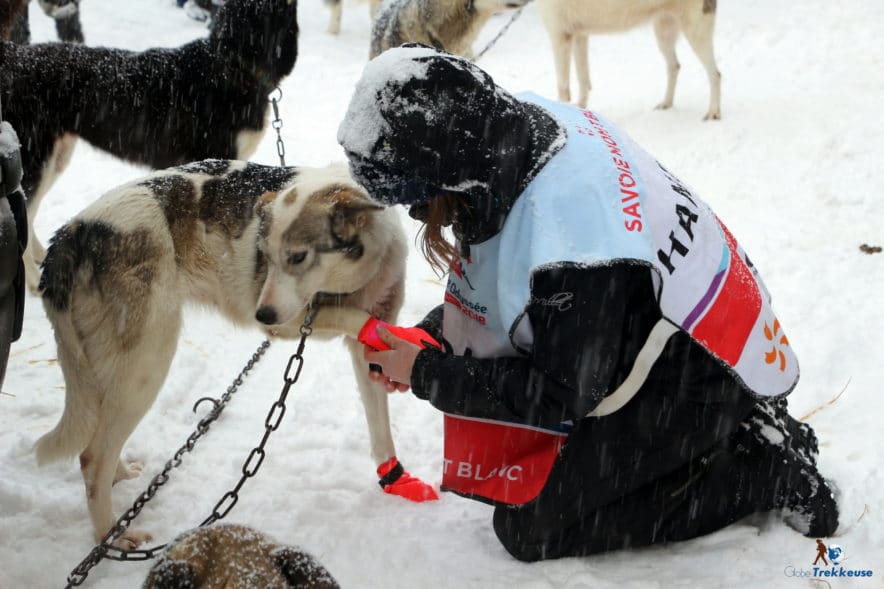 la grande odyssee handler chien