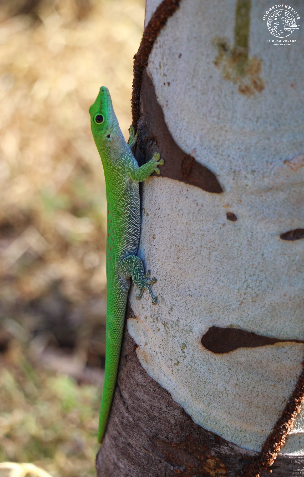 tourisme responsable madagascar gecko