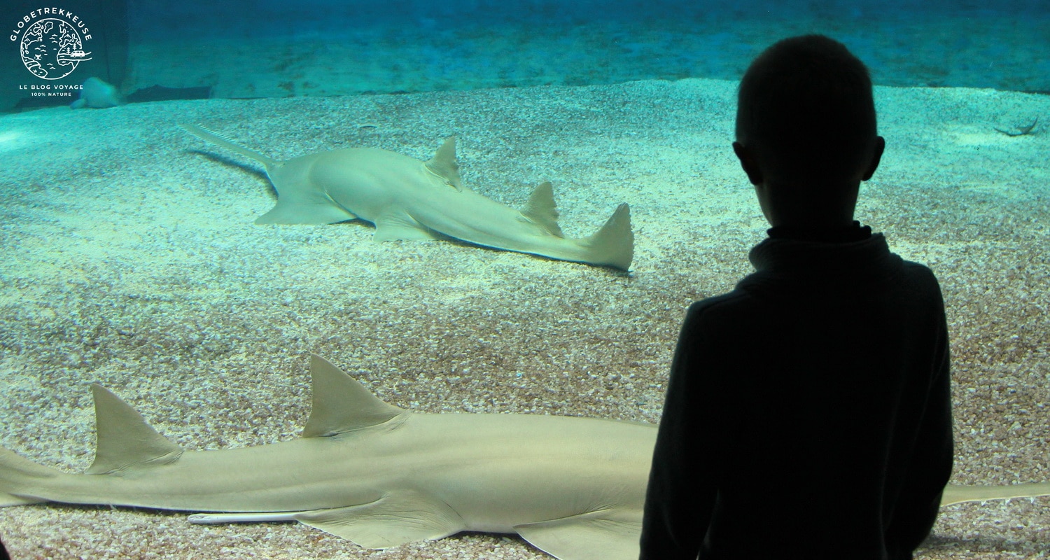 aquarium de genes enfants requins