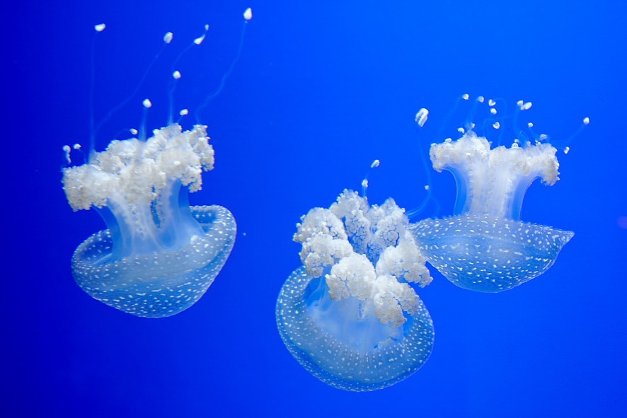 aquarium genes meduses ph-melo