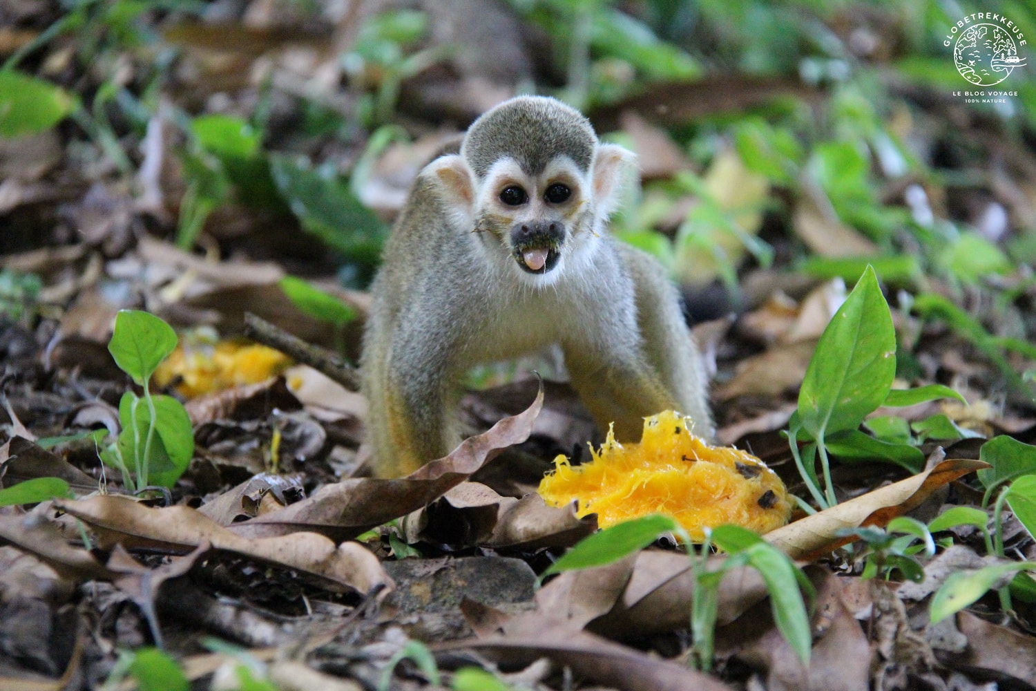 Ilet La Mere Rencontre Avec Les Saimiris Au Large De Cayenne Guyane