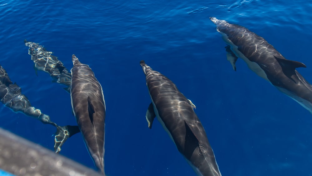 Sejour en atlantique madere dauphins