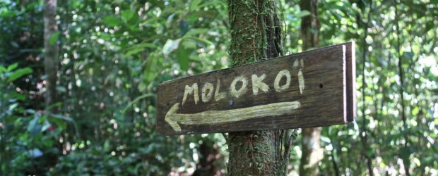 Sentier du Molokoï, le plus long itinéraire de randonnée de Guyane !