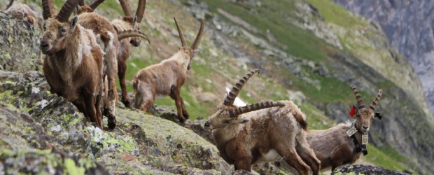 Tour des Glaciers de la Vanoise, la plus belle randonnée des Alpes ?