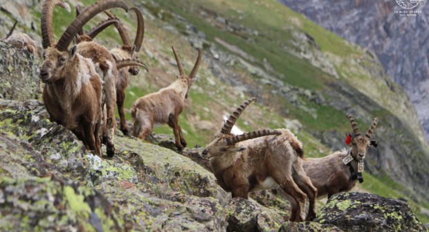 Tour des Glaciers de la Vanoise, la plus belle randonnée des Alpes ?