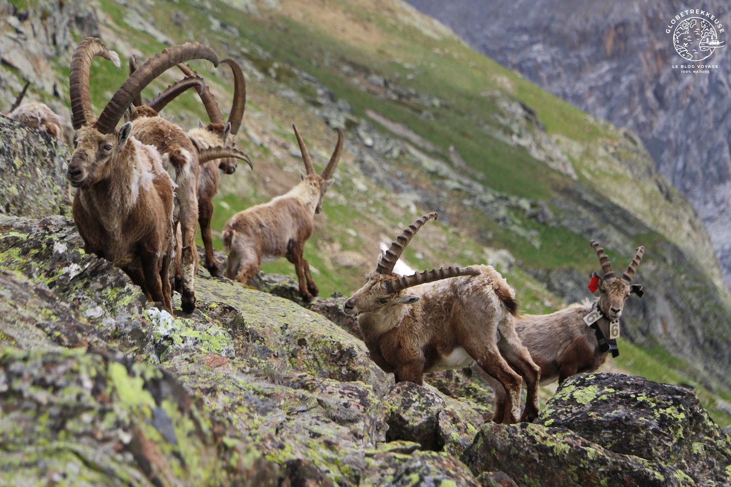 tour des glaciers de la vanoise bouquetin