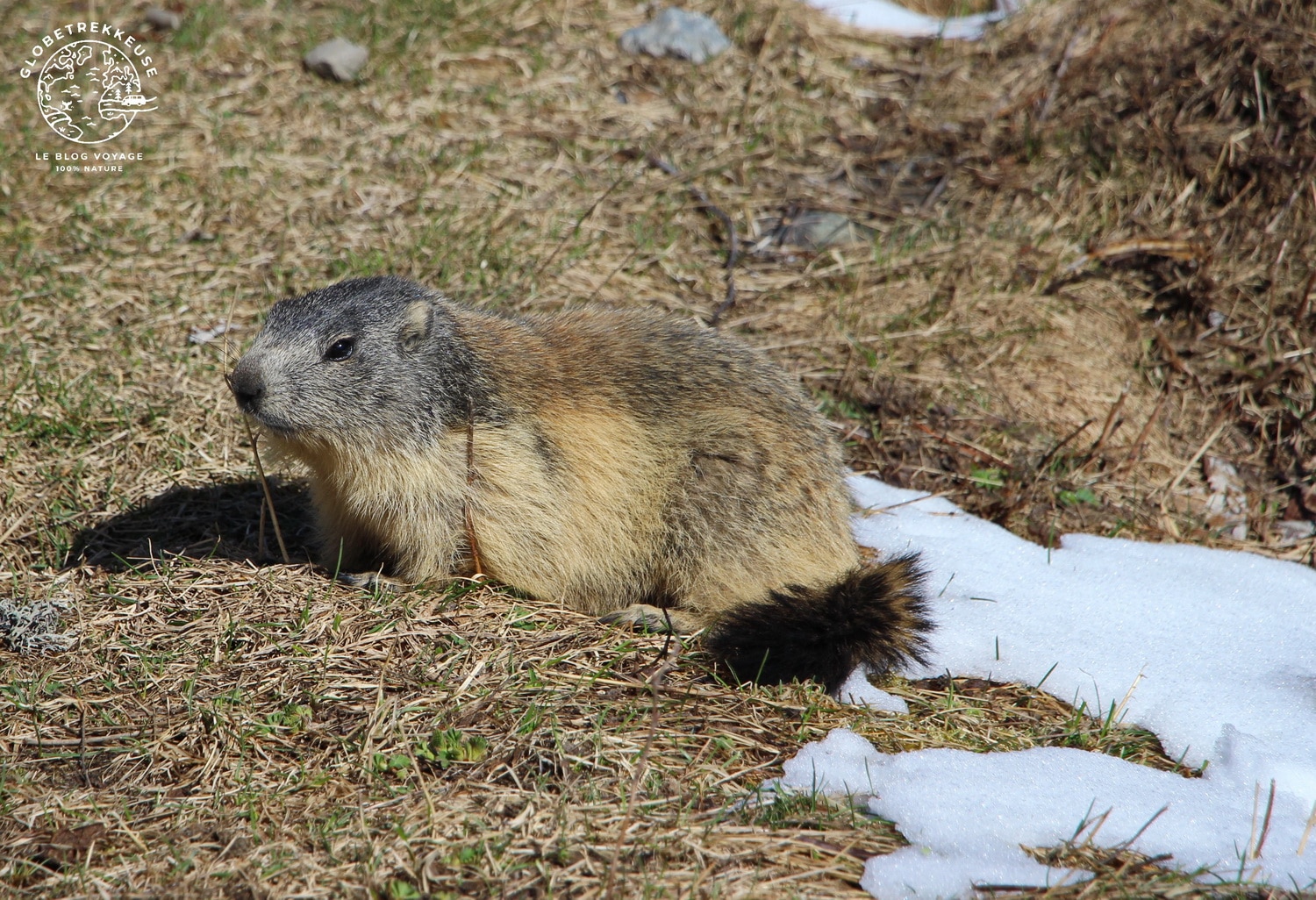 vanoise marmotte