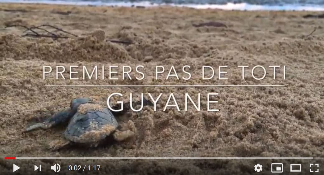 tortue marine premiers pas