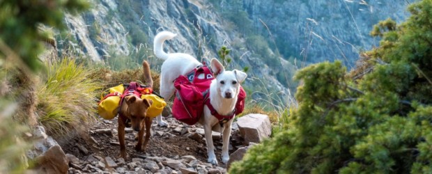 Tour du Monde avec chiens au départ de la Guyane