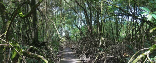 Sentier des Salines, de la plage à la mangrove (Guyane)