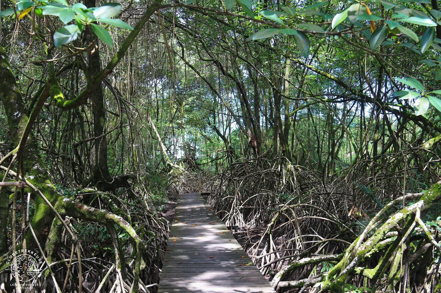 sentier des salines mangrove guyane