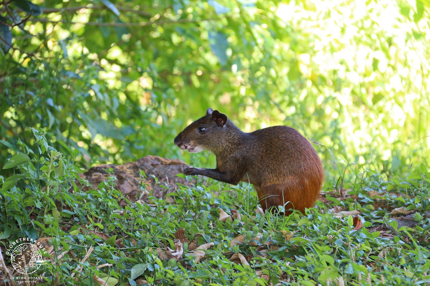 iles du salut guyane agouti